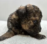 Leo, a male Poodle - Toy  for sale in Clinton, NC – 4 of 5