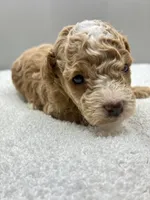 Miles, a male Poodle - Toy  for sale in Clinton, NC – 4 of 7