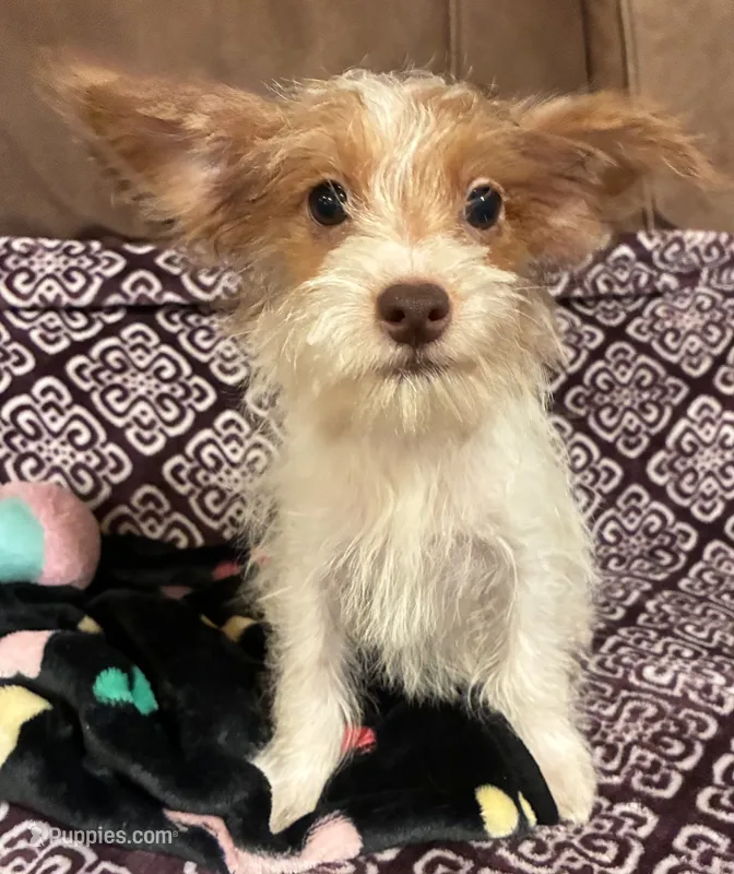 Harley – Yorkipoo puppy for sale in Clinton, NC