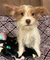 Harley, a male Yorkipoo for sale in Clinton, NC – 3 of 6