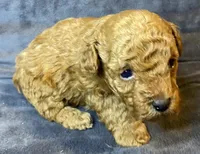 Sammy, a male Poodle - Toy  for sale in Clinton, NC – Photo 3 of 3