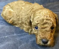 Sammy, a male Poodle - Toy  for sale in Clinton, NC – Photo 2 of 3
