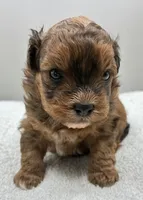 Shiloh, a male Shihpoo for sale in Clinton, NC – 3 of 5