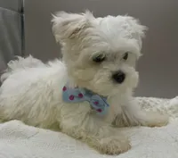 Andy, a male Maltese for sale in Clinton, NC – Photo 2 of 2