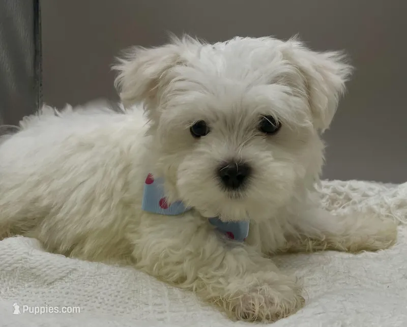 Andy – Maltese puppy for sale in Clinton, NC