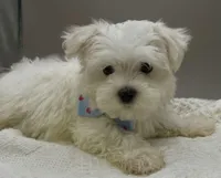 Andy, a male Maltese for sale in Clinton, NC – Photo 1 of 2