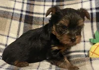Rex, a male Yorkshire Terrier for sale in Clinton, NC – Photo 2 of 3
