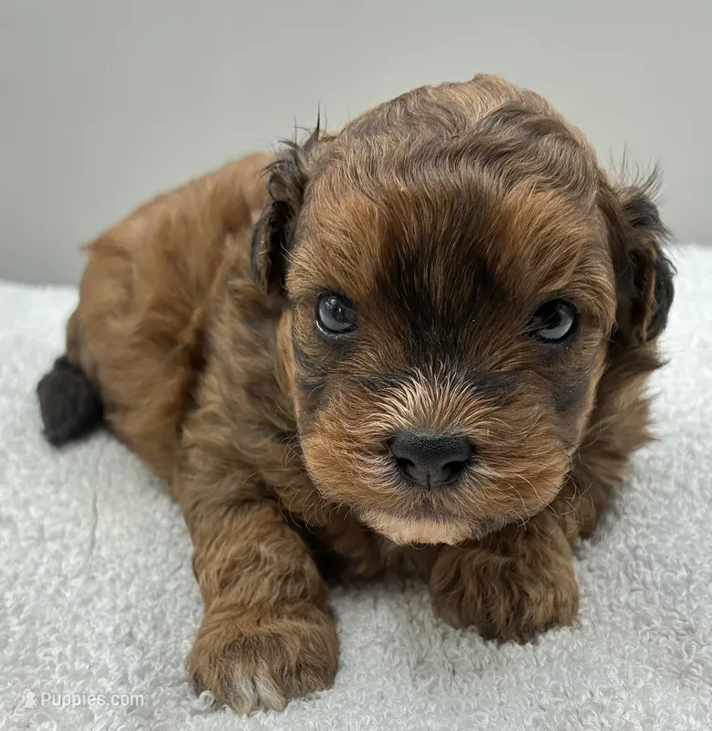 Shiloh – Shihpoo puppy for sale in Clinton, NC