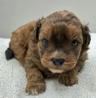 Shiloh, a male Shihpoo for sale in Clinton, NC – 1 of 5