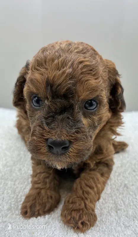 Parker – Poodle - Toy  puppy for sale in Clinton, NC