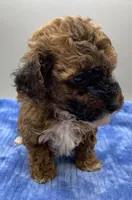 Jacks, a male Poodle - Toy  for sale in Clinton, NC – Photo 5 of 5