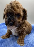 Jacks, a male Poodle - Toy  for sale in Clinton, NC – Photo 2 of 5