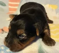 Mia, a female Yorkshire Terrier for sale in Clinton, NC – 3 of 3