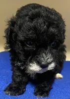 Dax, a male Poodle - Toy  for sale in Clinton, NC – Photo 2 of 2