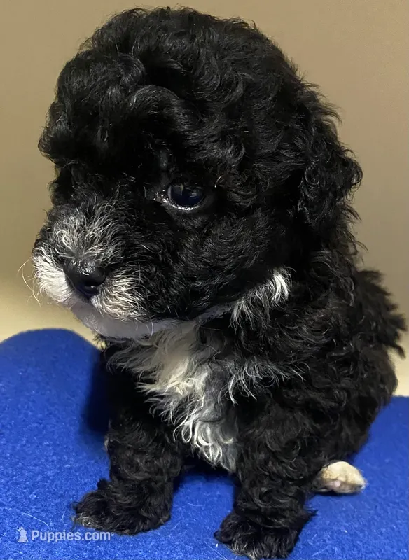 Dax, a male Poodle - Toy  for sale in Clinton, NC – Photo 1 of 2