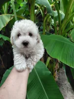 Timmy, a male Poodle - Toy  for sale in Clinton, NC – 2 of 2