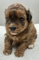Shiloh, a male Shihpoo for sale in Clinton, NC – 2 of 5