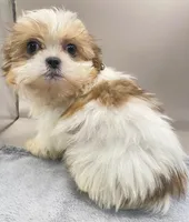 Jerry, a male Shih Tzu for sale in Clinton, NC – Photo 2 of 3