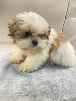 Jerry, a male Shih Tzu for sale in Clinton, NC – Photo 3 of 3