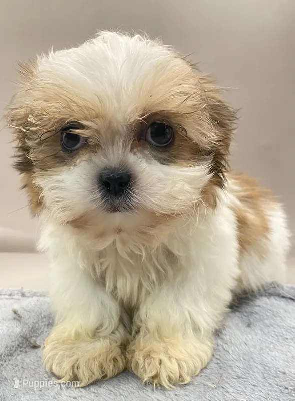 Jerry – Shih Tzu puppy for sale in Clinton, NC