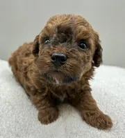 Parker, a male Poodle - Toy  for sale in Clinton, NC – 4 of 4