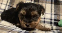 Teddy, a male Yorkshire Terrier for sale in Clinton, NC – Photo 2 of 3