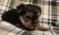 Teddy, a male Yorkshire Terrier for sale in Clinton, NC – Photo 3 of 3
