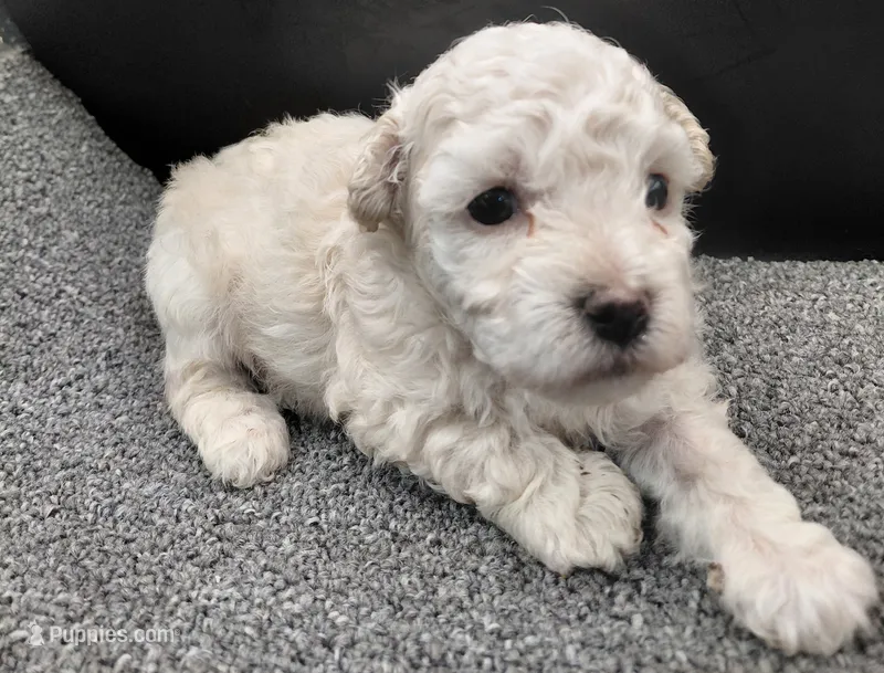 Timmy – Poodle - Toy  puppy for sale in Clinton, NC