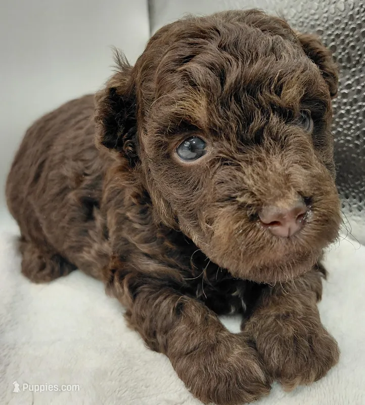 Ralph – Poodle - Toy  puppy for sale in Clinton, NC