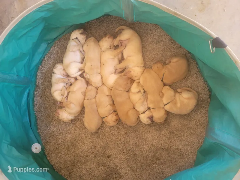 LABRADOR RETRIEVER – Labrador Retriever puppy for sale in Elk Grove, CA
