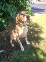 LABRADOR RETRIEVER, a male Labrador Retriever for sale in Elk Grove, CA – 4 of 4