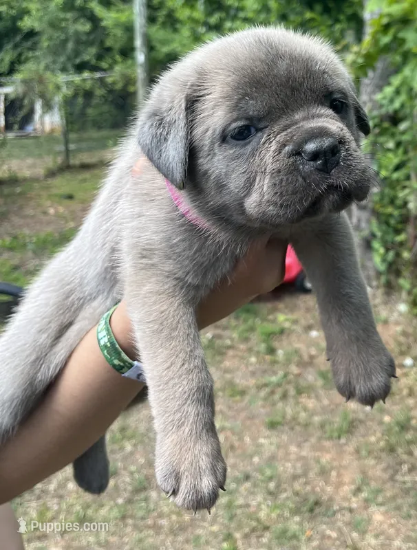 Hot pink – Cane Corso puppy for sale in Hillsborough, NC