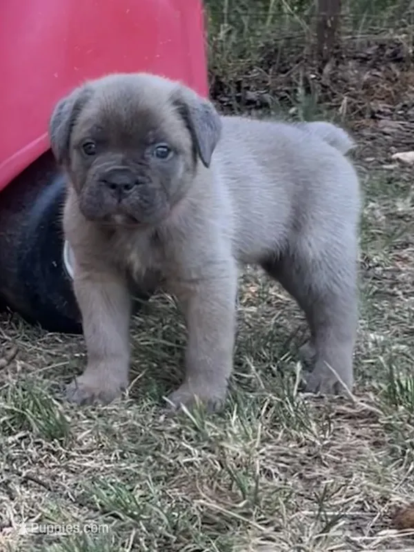 Hot pink – Cane Corso puppy for sale in Hillsborough, NC