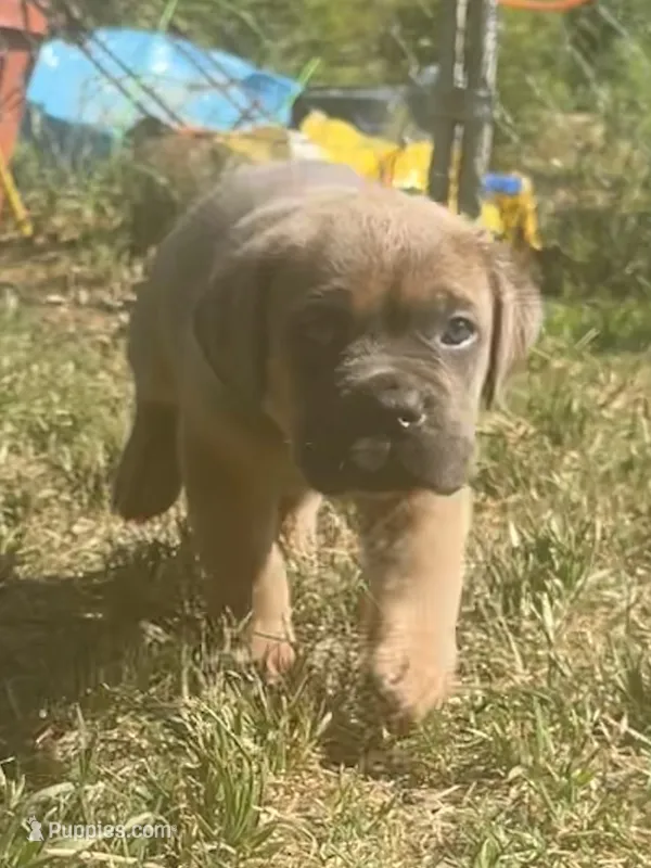 Blue  – Cane Corso puppy for sale in Hillsborough, NC