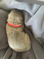 Red , a male Cane Corso for sale in Hillsborough, NC – Photo 3 of 3