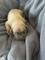 Red , a male Cane Corso for sale in Hillsborough, NC – Photo 2 of 3