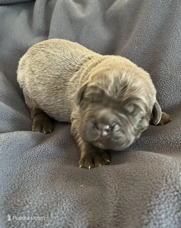 Red  – Cane Corso puppy for sale in Hillsborough, NC