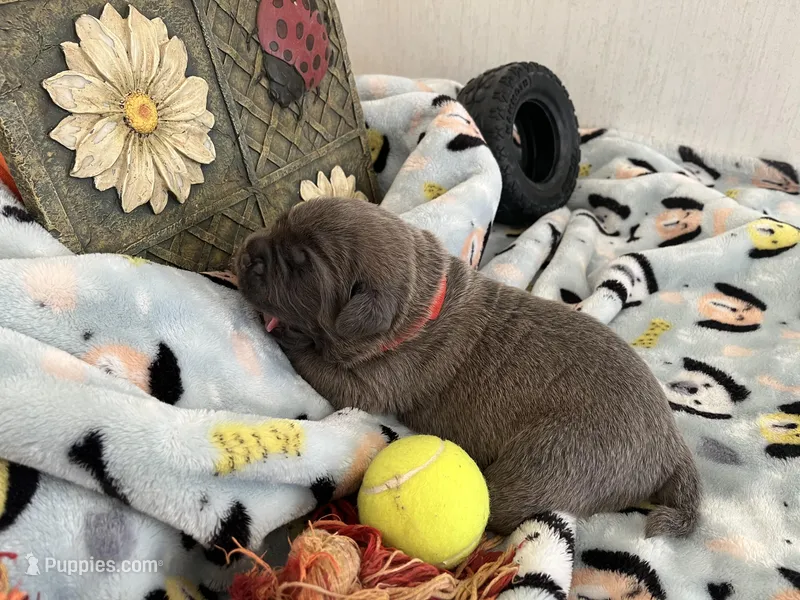 Red  – Cane Corso puppy for sale in Hillsborough, NC