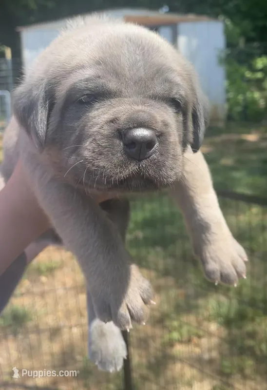 Red  – Cane Corso puppy for sale in Hillsborough, NC
