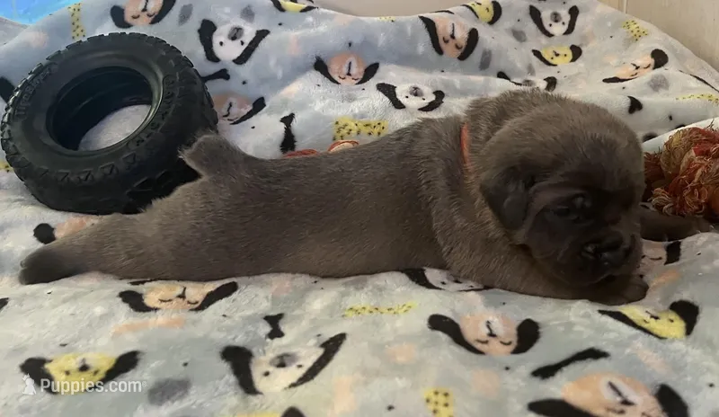 Red  – Cane Corso puppy for sale in Hillsborough, NC