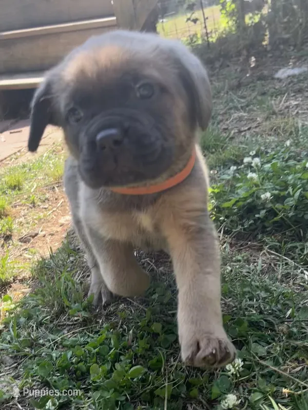 Orange – Cane Corso puppy for sale in Hillsborough, NC
