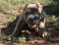 Mr Black , a male Cane Corso for sale in Hillsborough, NC – 6 of 10