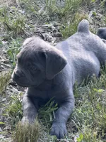 Oso , a male Cane Corso for sale in Hillsborough, NC – 3 of 3