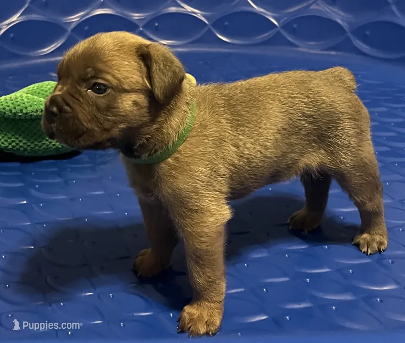 Green  – Cane Corso puppy for sale in Hillsborough, NC