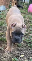 Mr Black , a male Cane Corso for sale in Hillsborough, NC – 9 of 10