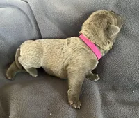 Hot pink, a female Cane Corso for sale in Hillsborough, NC – Photo 2 of 3