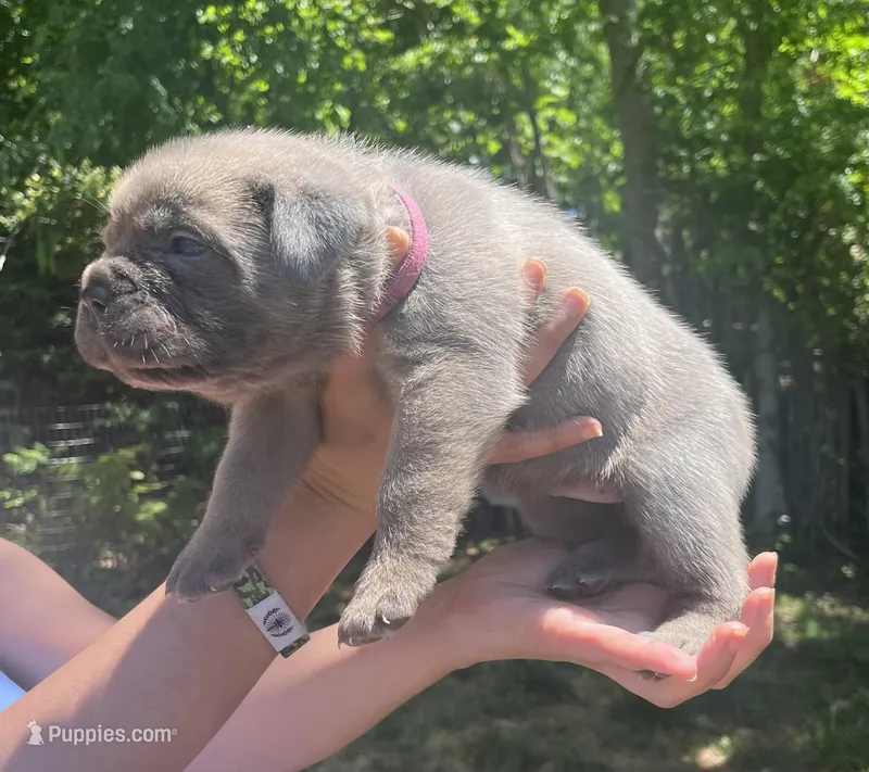 Hot pink – Cane Corso puppy for sale in Hillsborough, NC