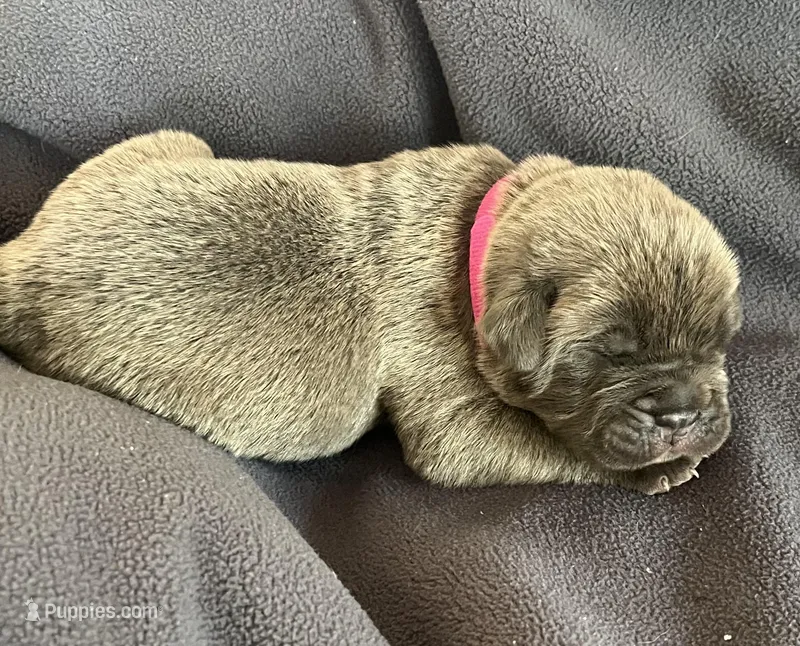 Hot pink – Cane Corso puppy for sale in Hillsborough, NC