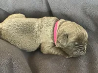 Hot pink, a female Cane Corso for sale in Hillsborough, NC – Photo 3 of 3
