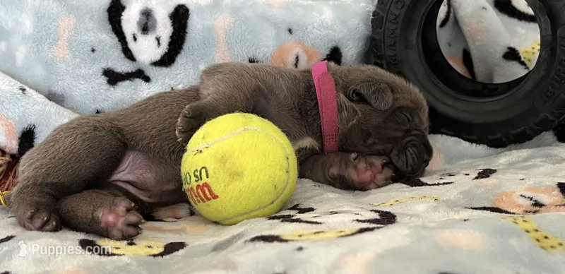 Hot pink – Cane Corso puppy for sale in Hillsborough, NC